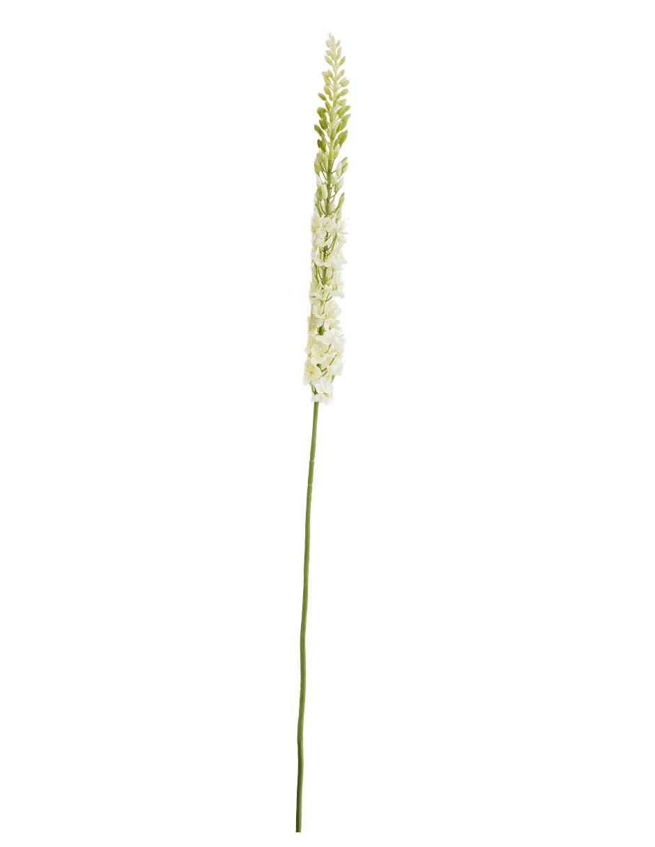 Eremurus 2