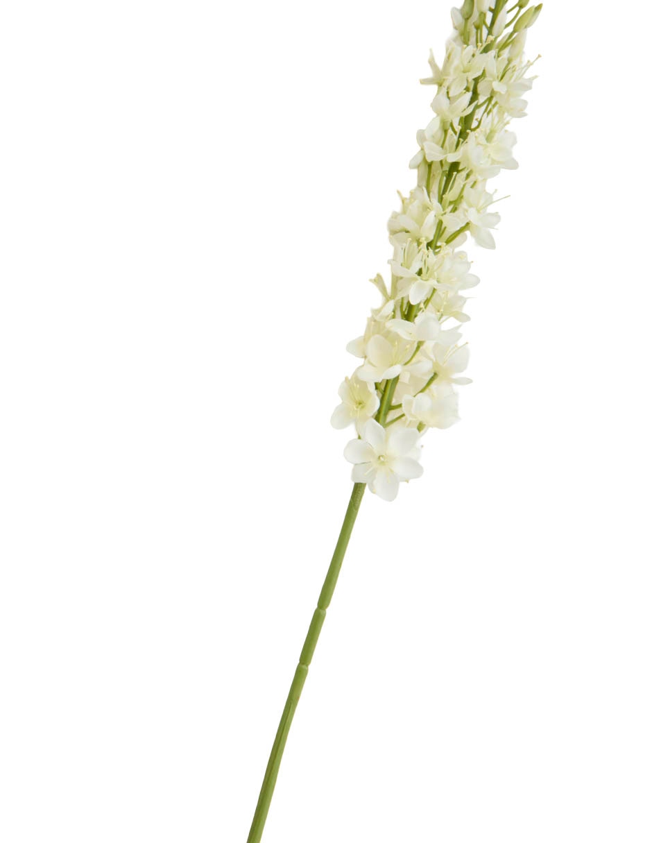 Eremurus 3