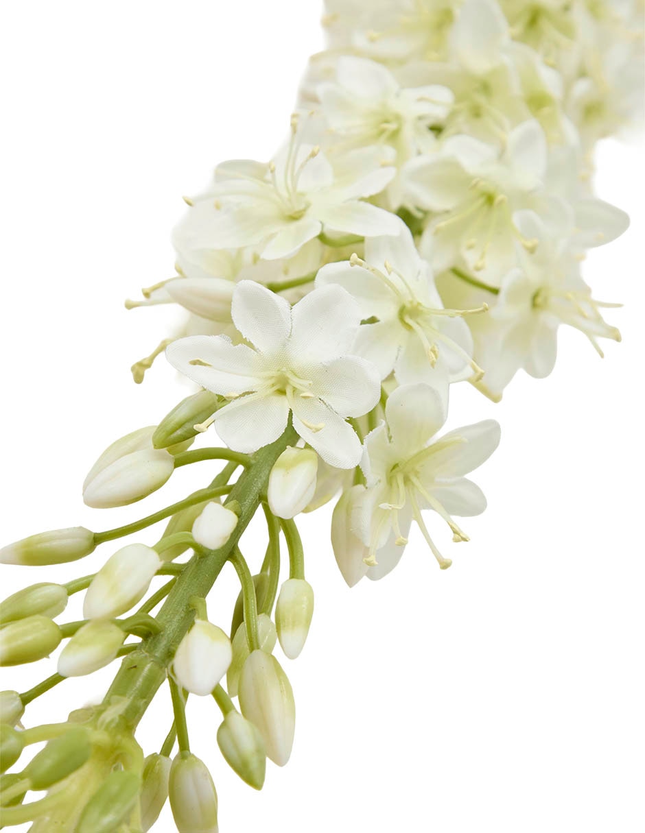 Eremurus 4