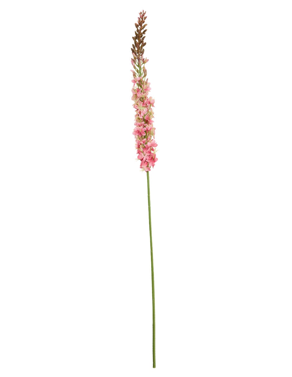 Eremurus 2