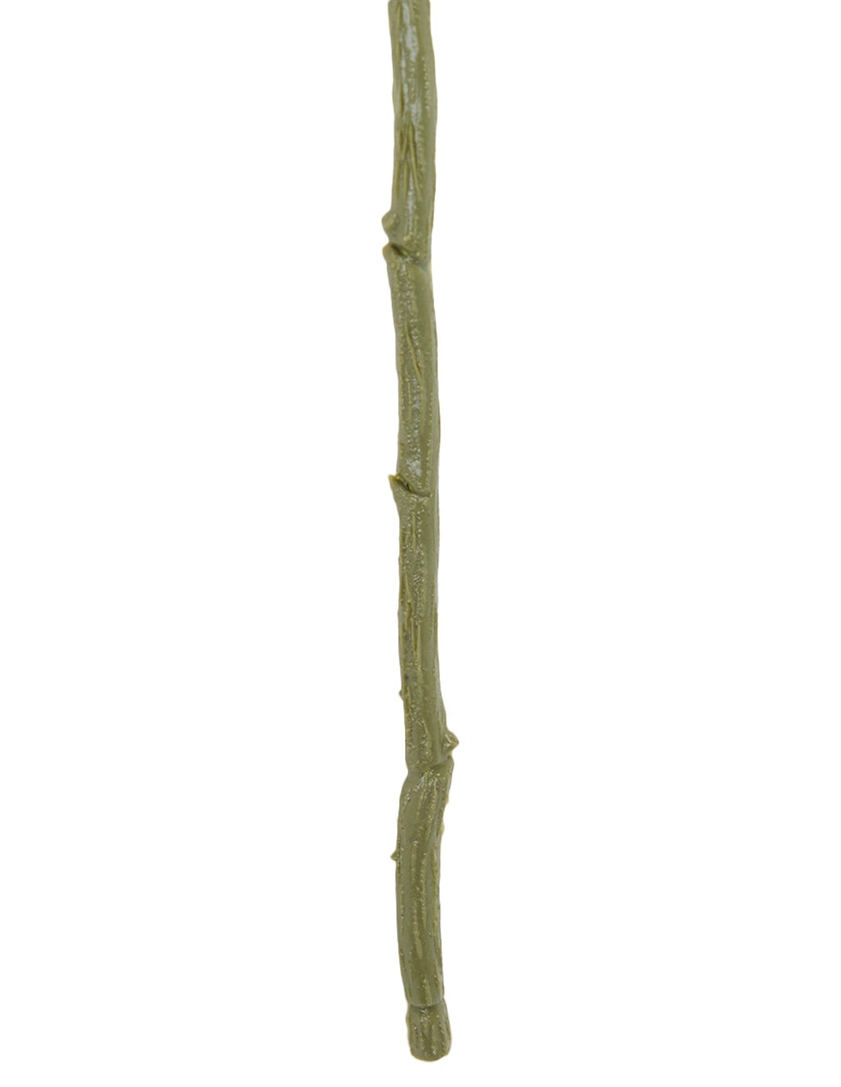 Allium 4