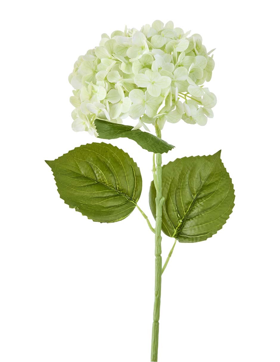 Hortensia 2