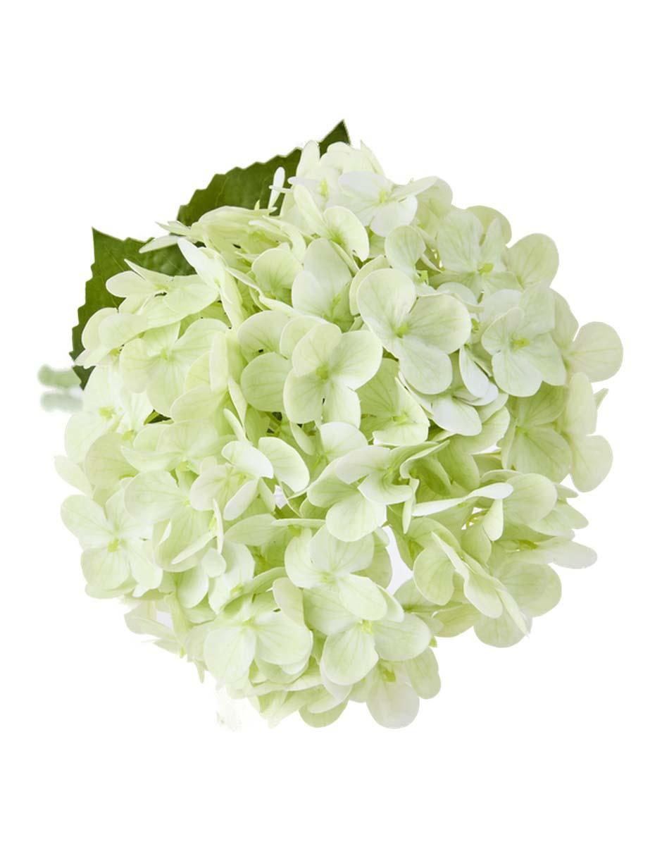 Hortensia 3