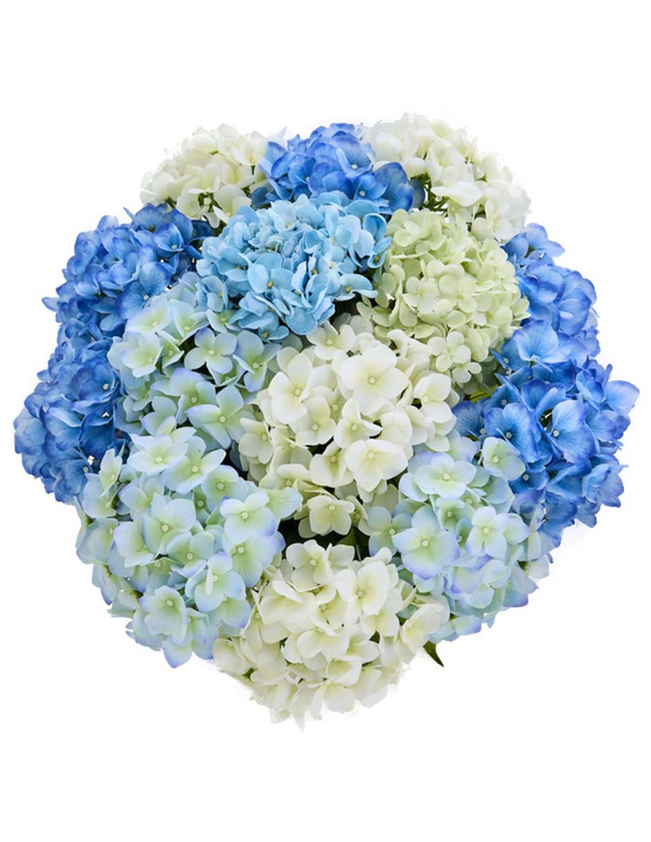 Hortensia 4