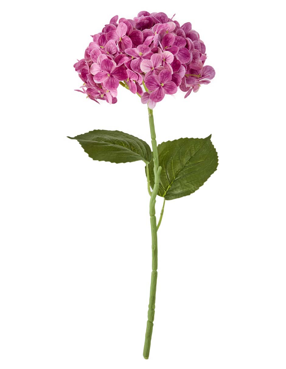 Hortensia