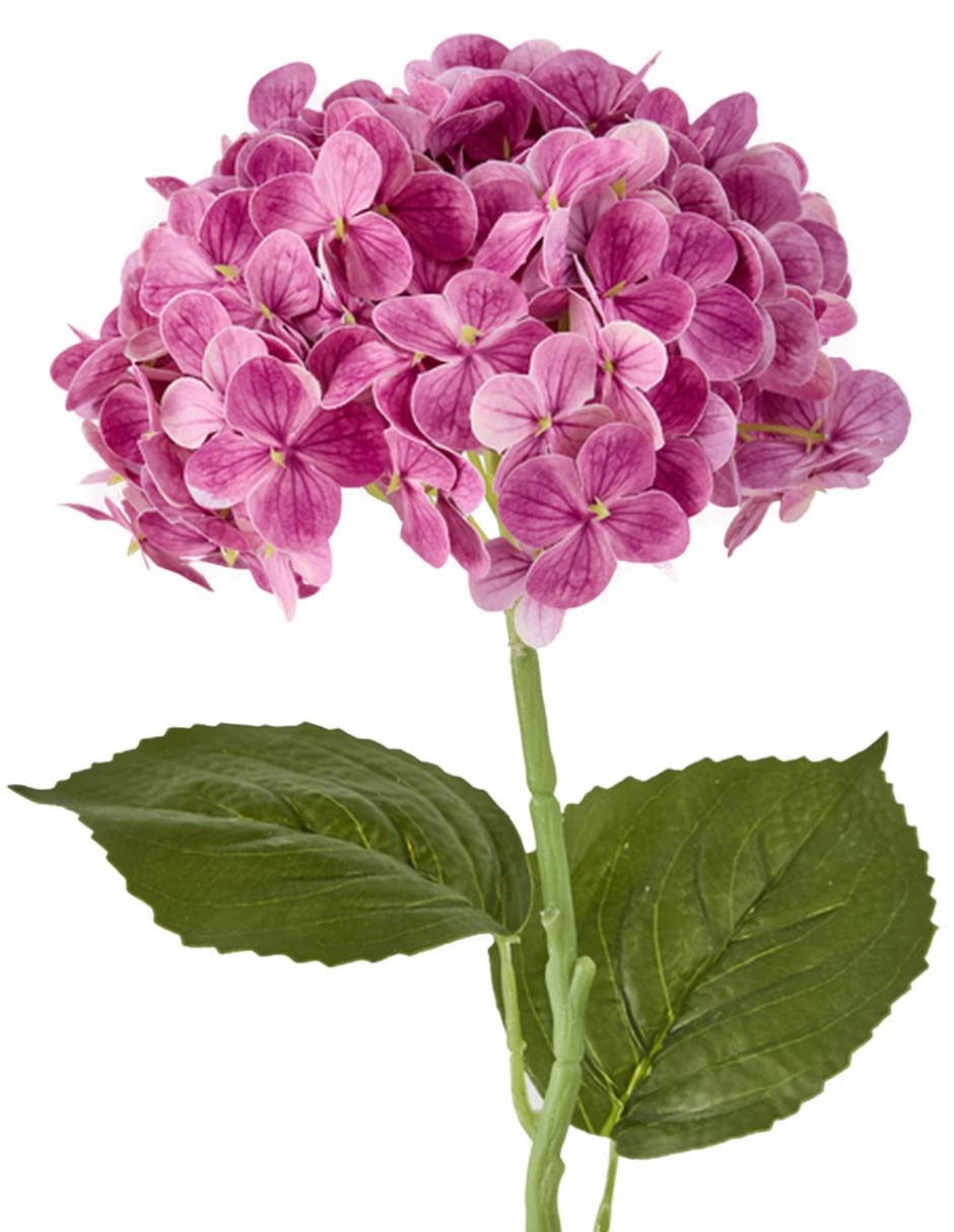 Hortensia 2