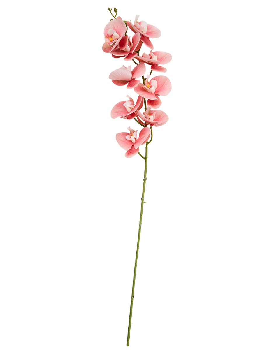 Orquídea