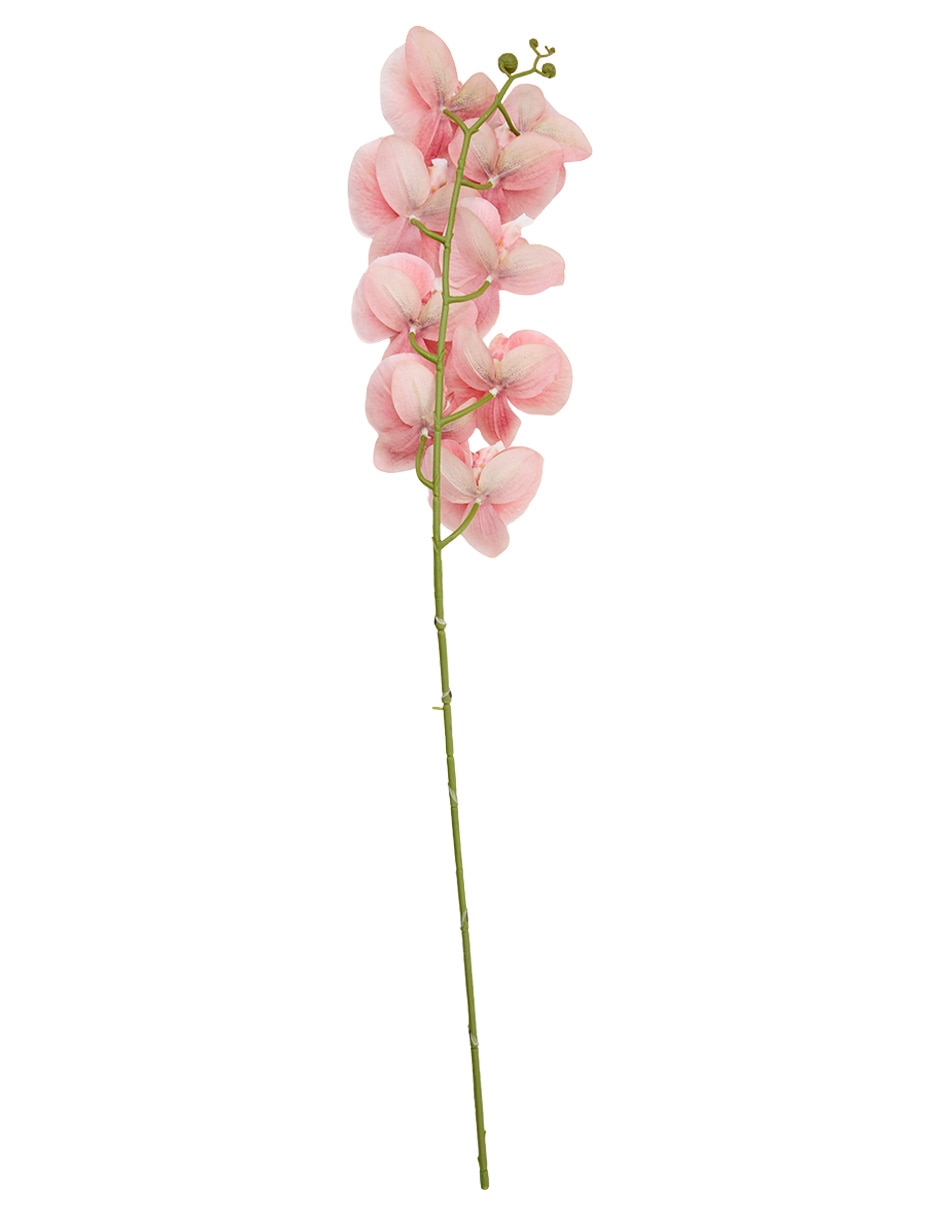 Orquídea 3