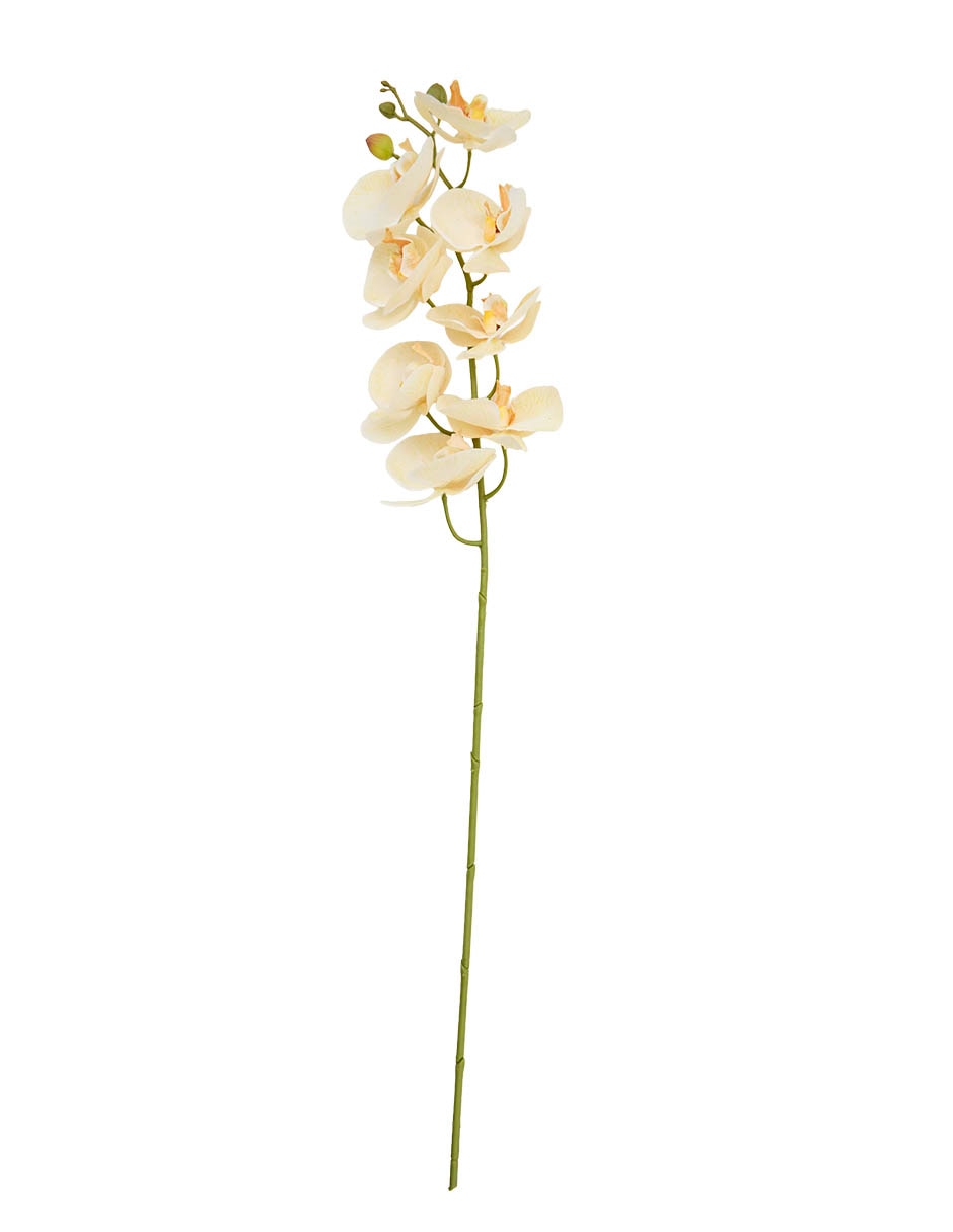 Orquídea