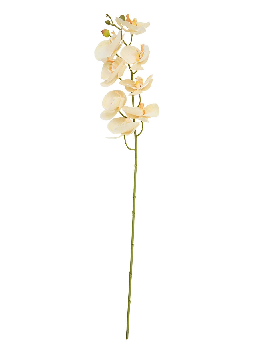 Orquídea 2