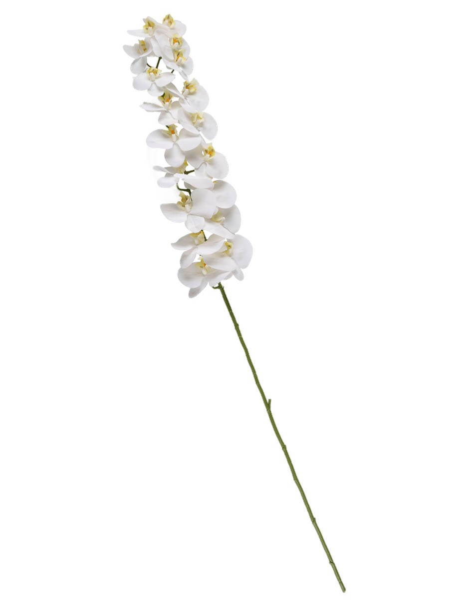 Orquídea Orquídea