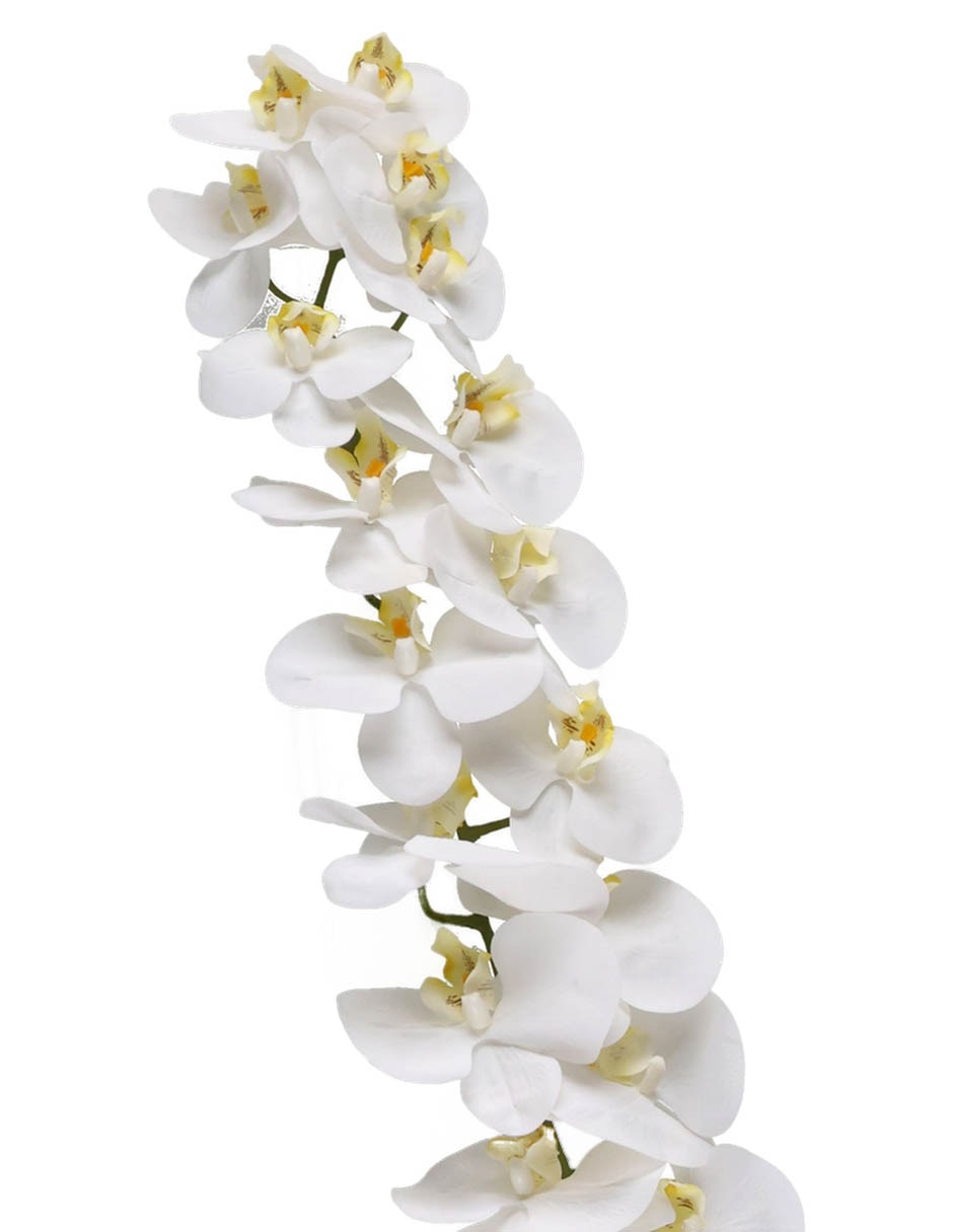 Orquídea 4