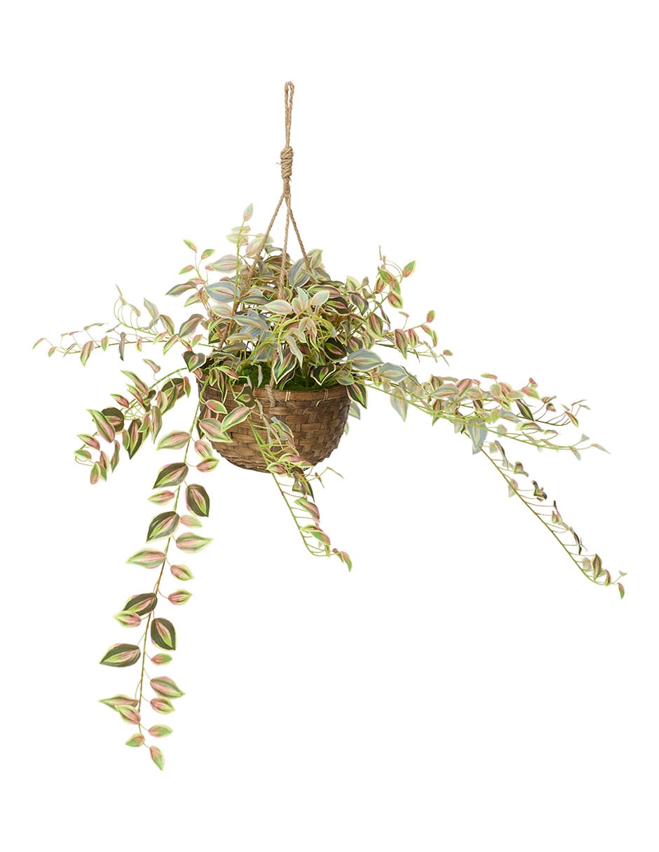 Zebrina artificial