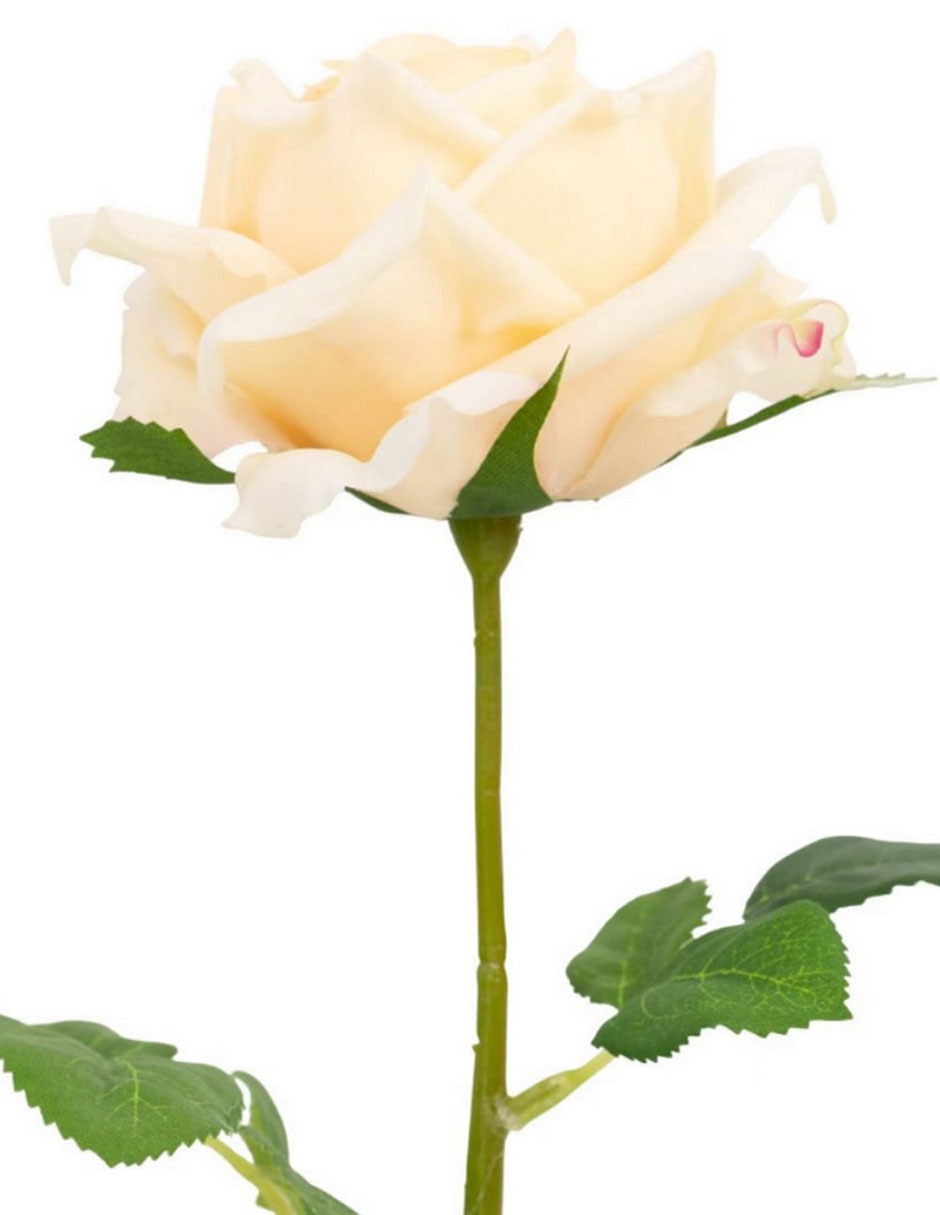 Rosa 2