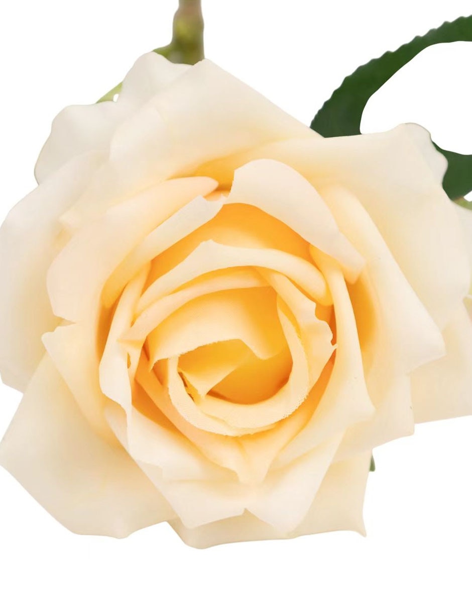 Rosa 3