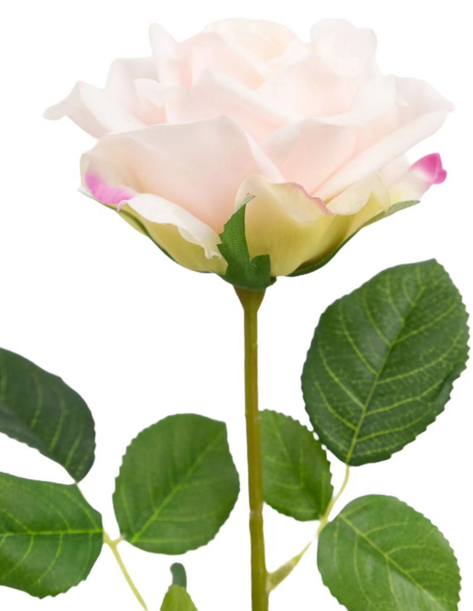 Rosa 2