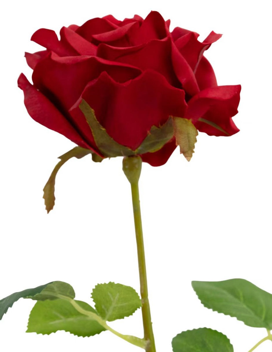 Rosa 2