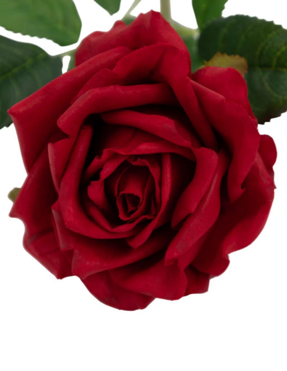 Rosa 3