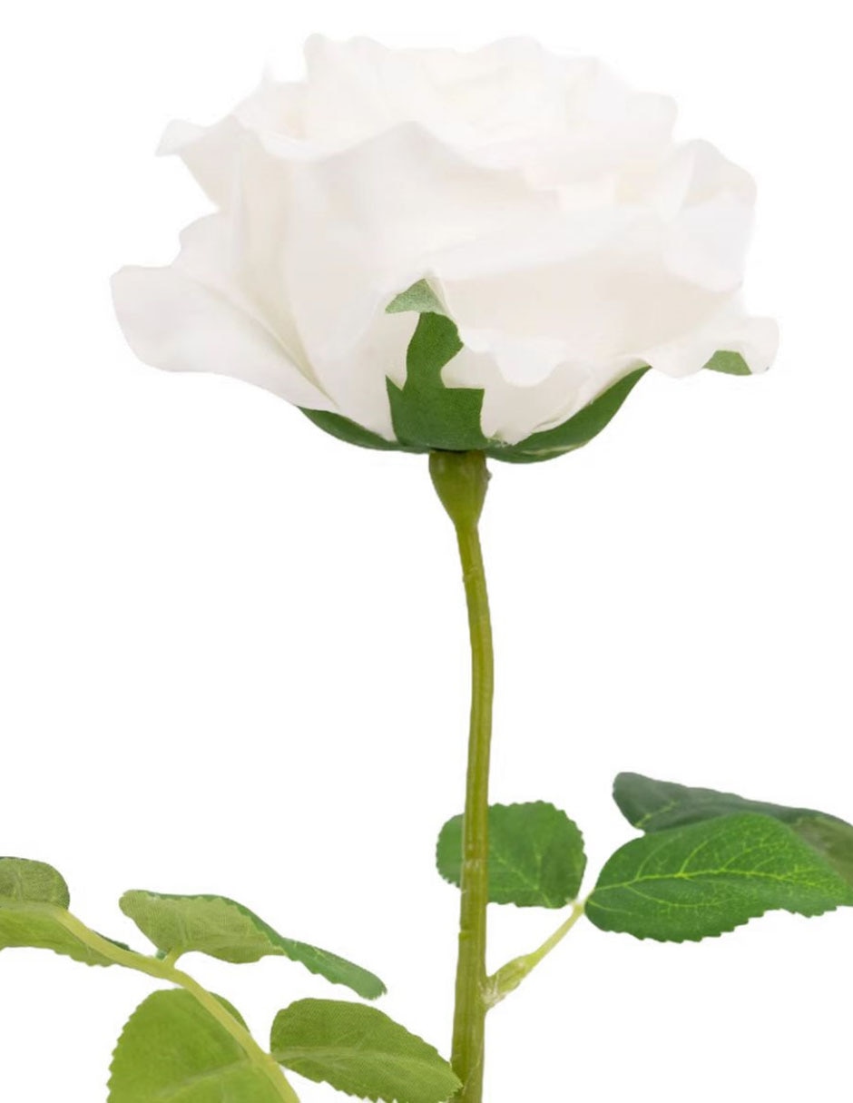 Rosa 2