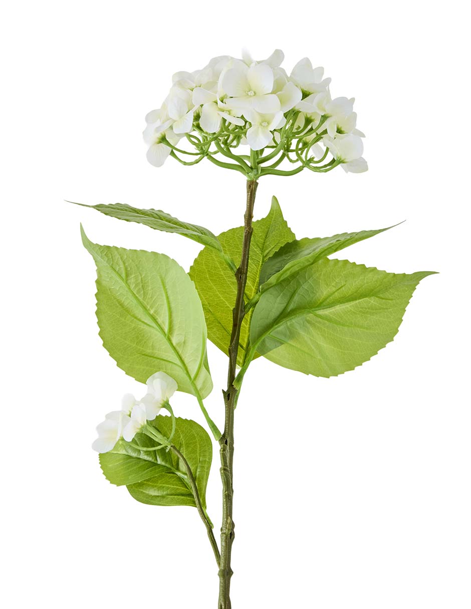 Hortensia 2