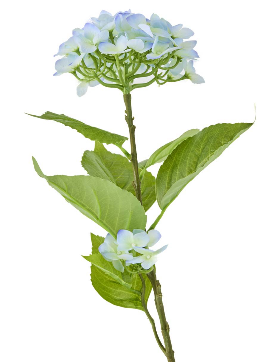 Hortensia 2