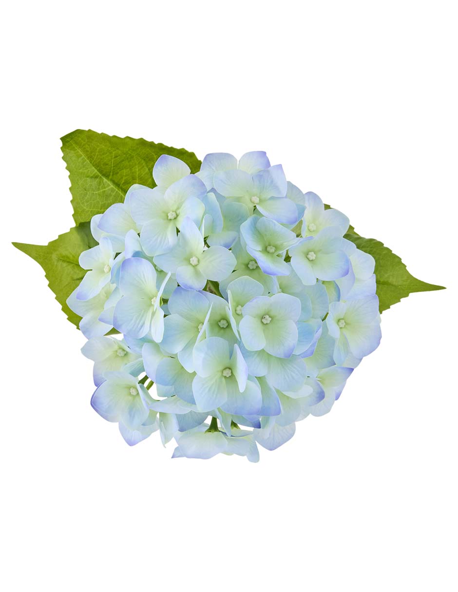 Hortensia 3