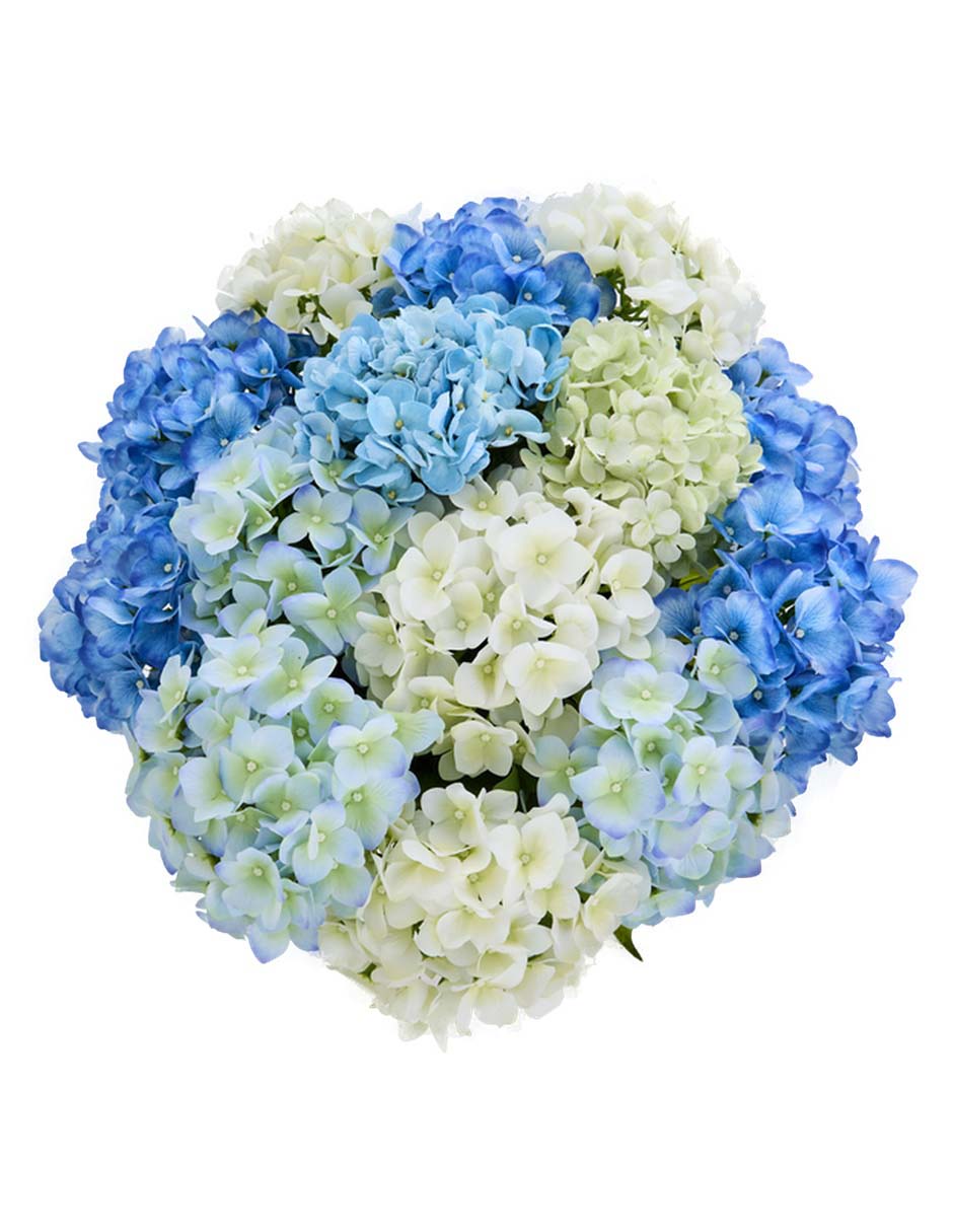 Hortensia 4