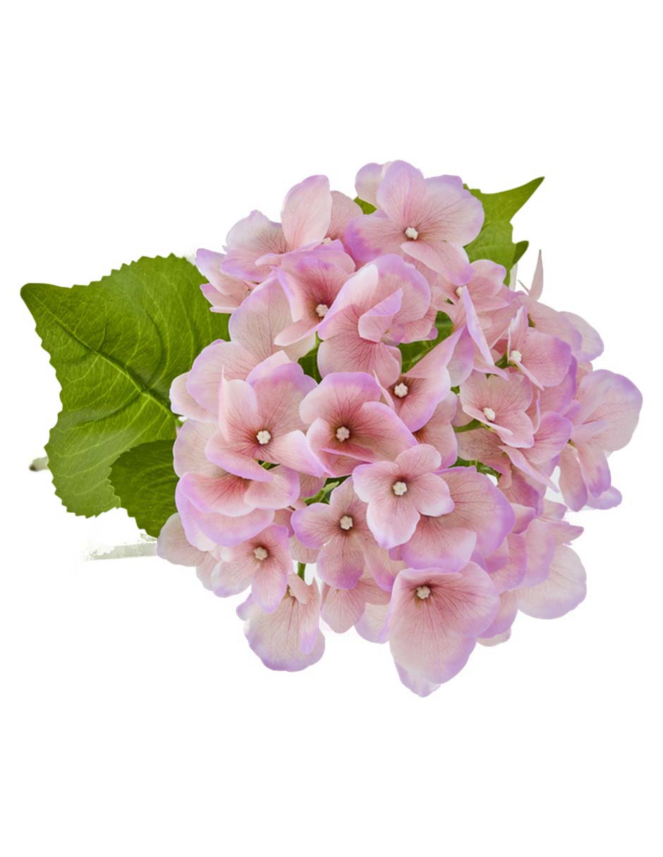 Hortensia 3