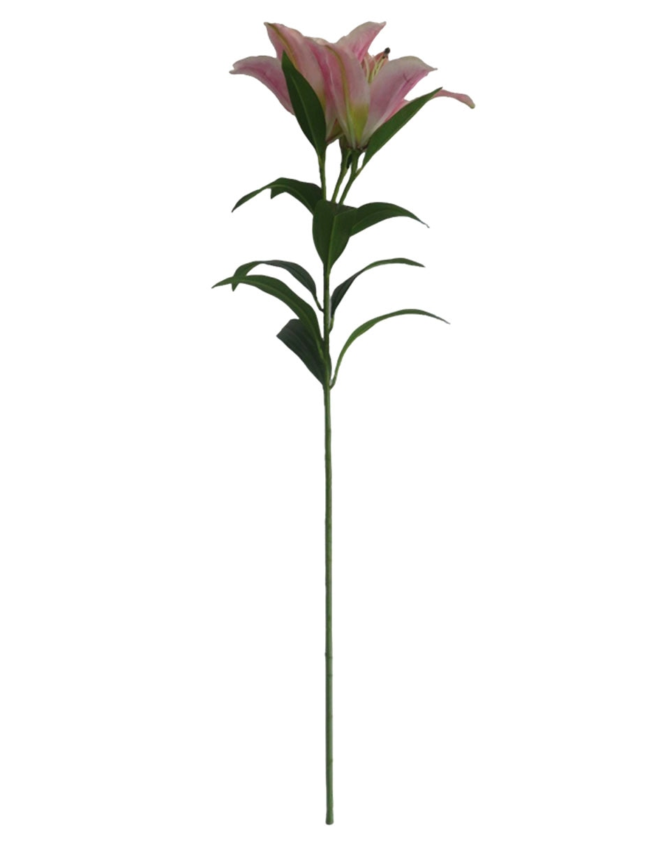 Lily