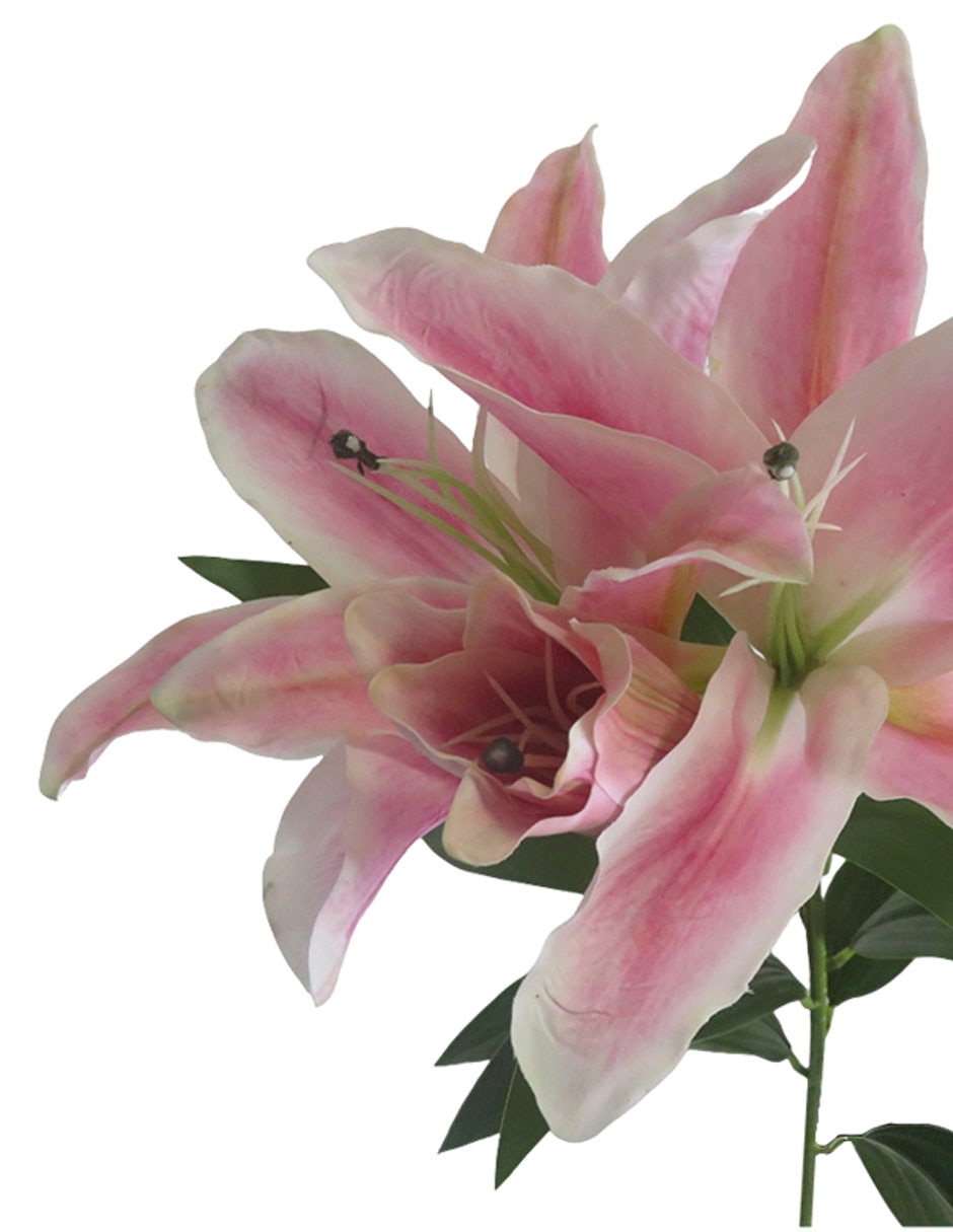 Lily 3