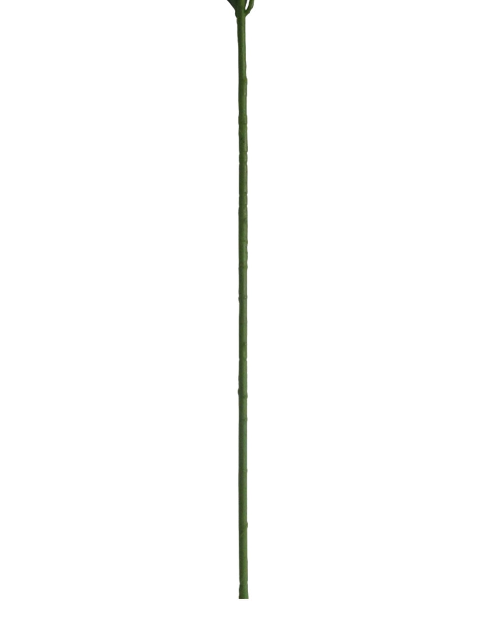 Lily 5