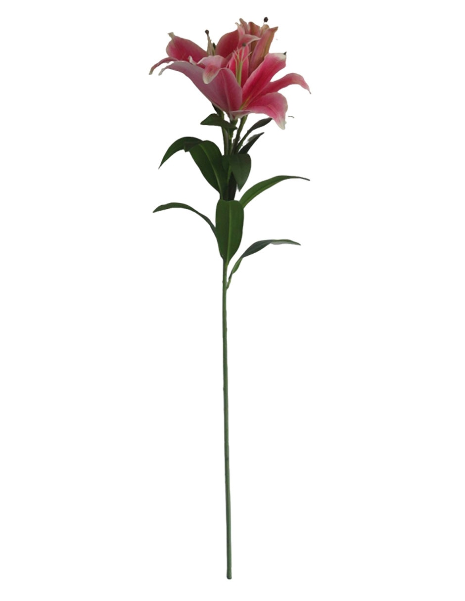 Lily