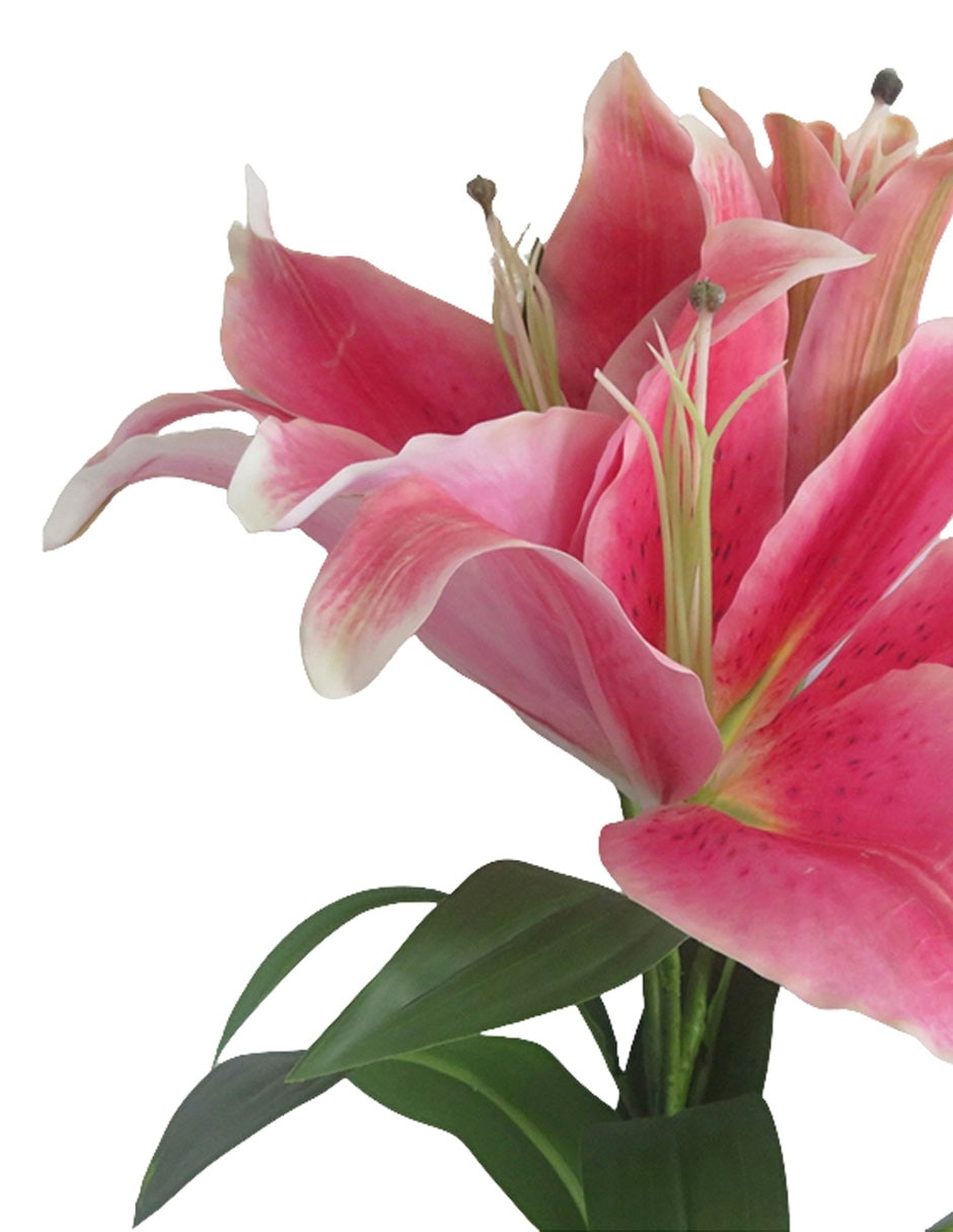 Lily 2