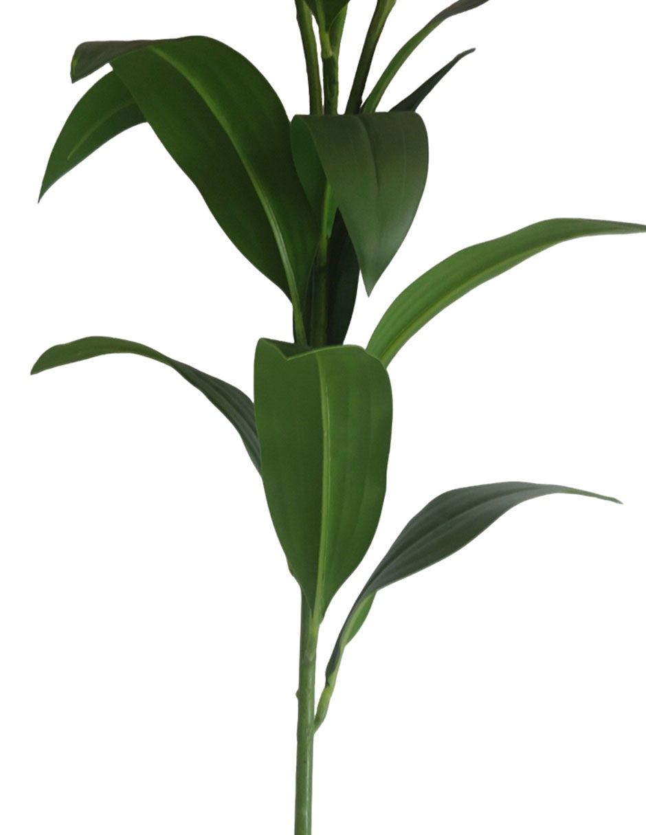 Lily 4