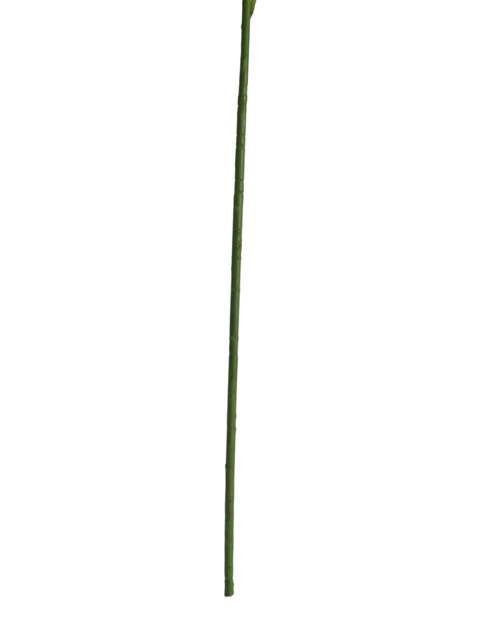 Lily 5