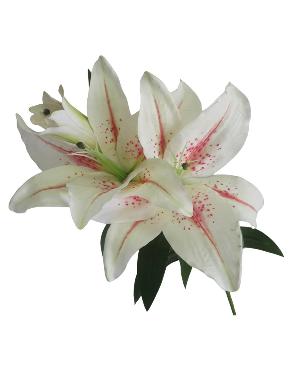 Lily 2