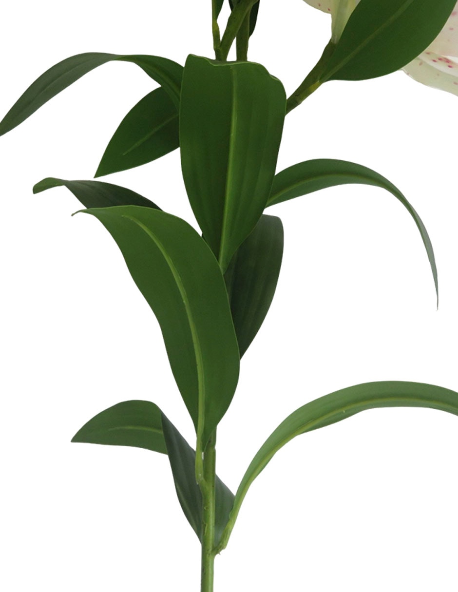 Lily 4