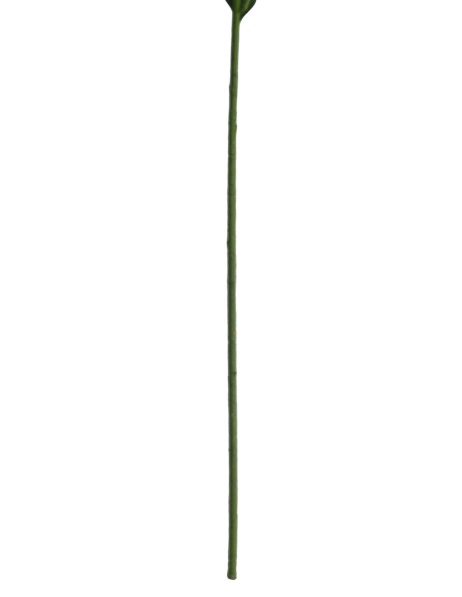 Lily 5