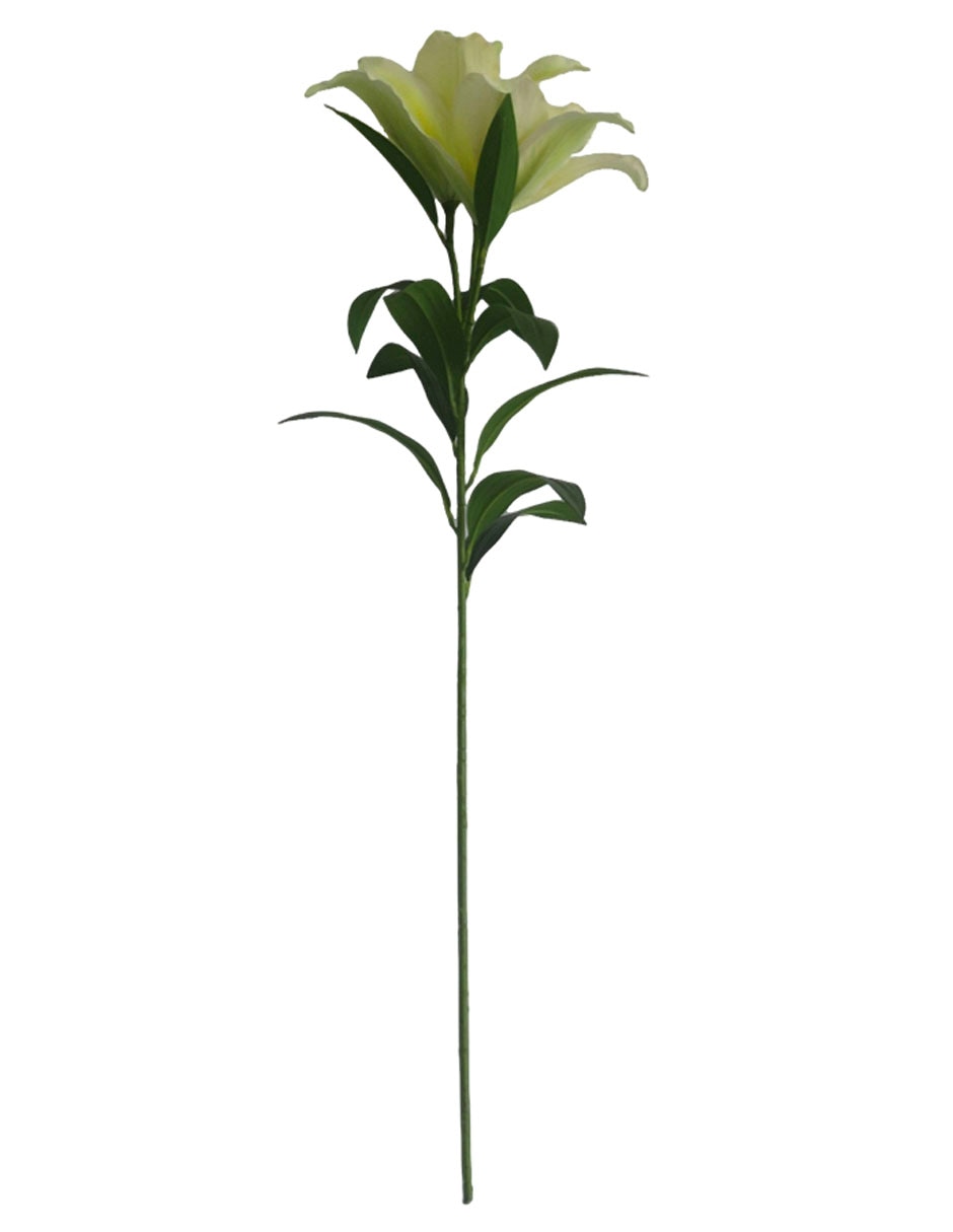 Lily