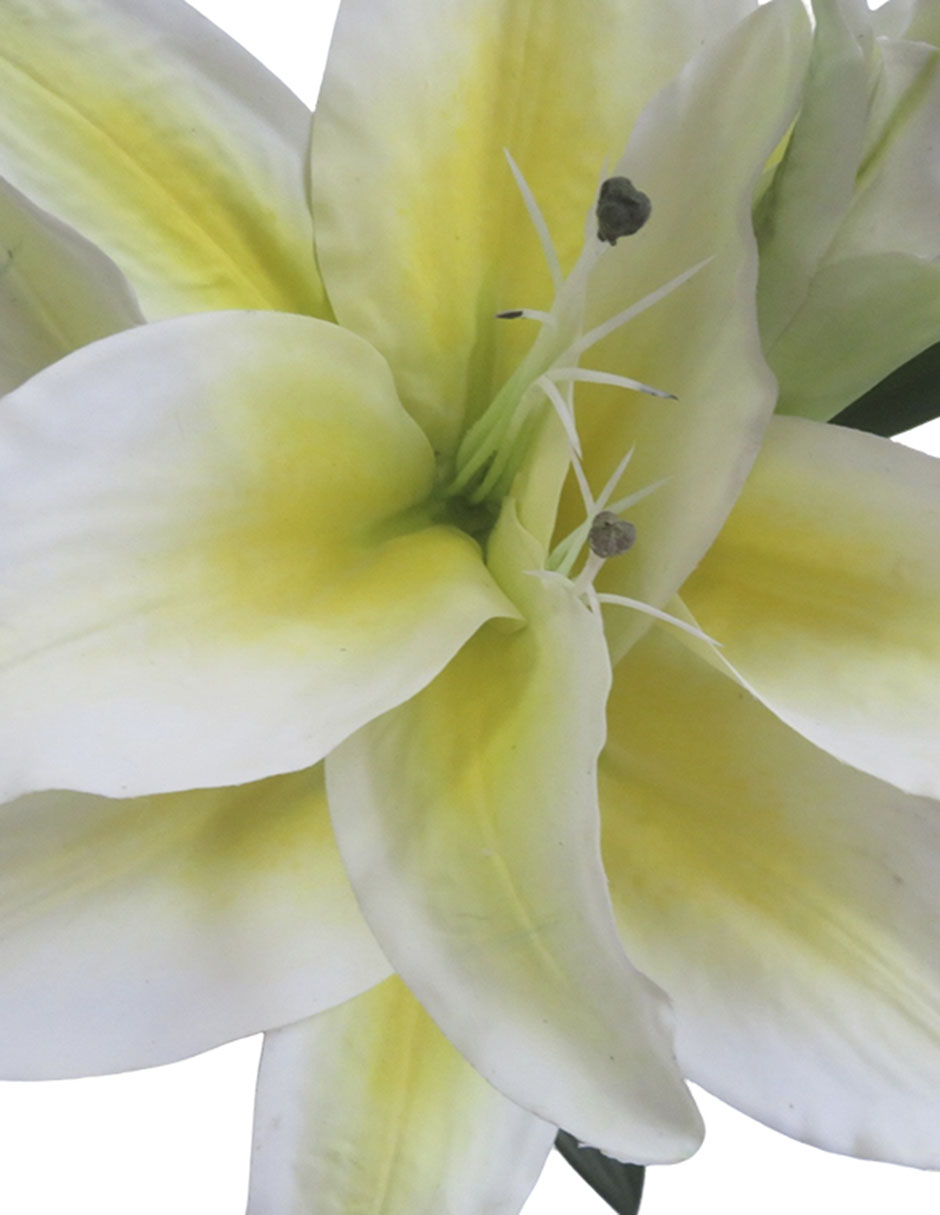 Lily 3