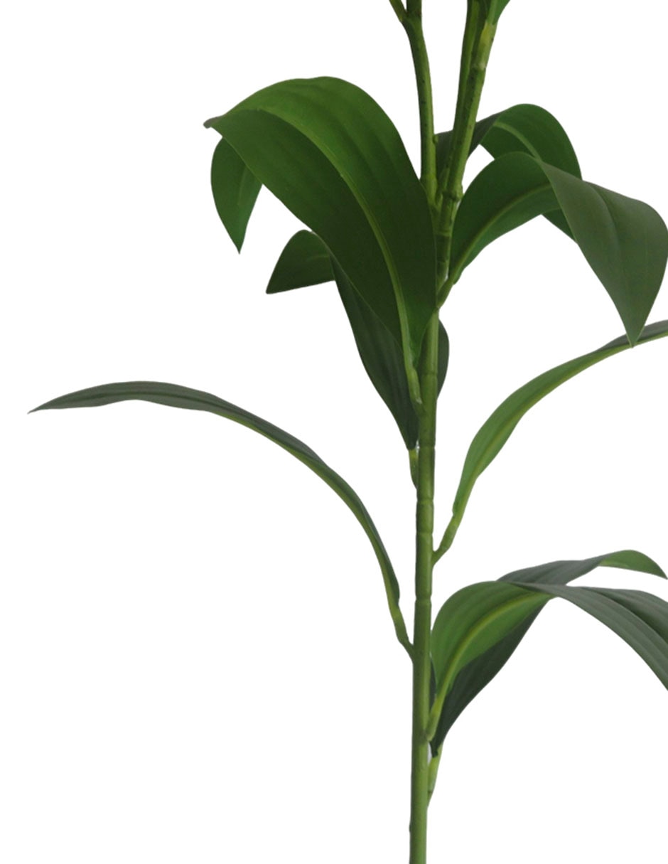Lily 4