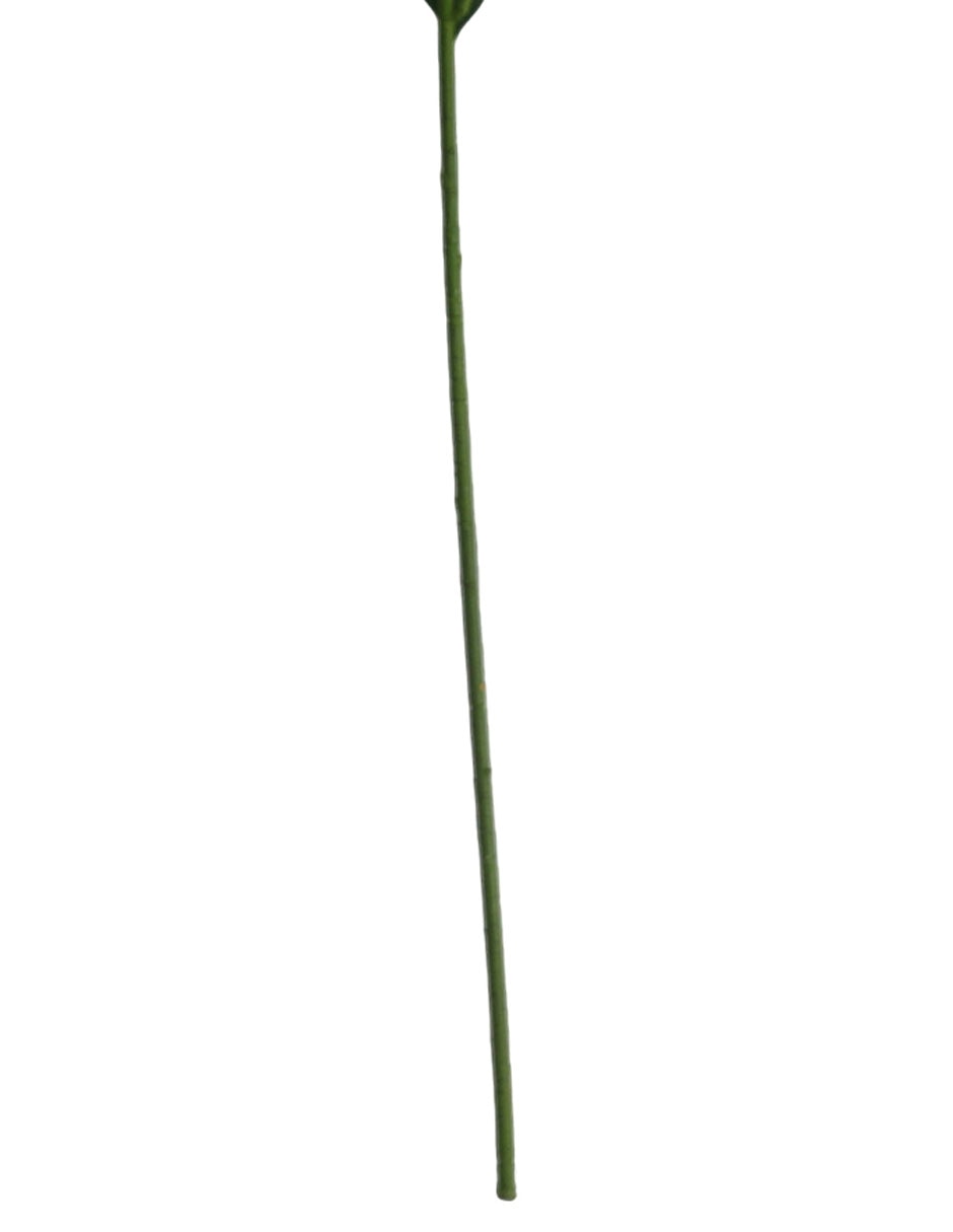 Lily 5