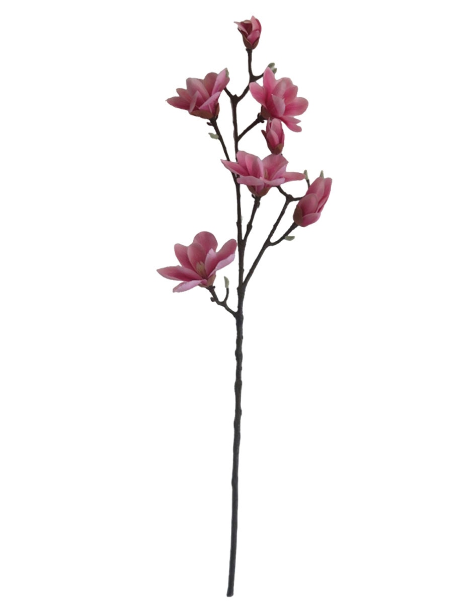Magnolia decorativa
