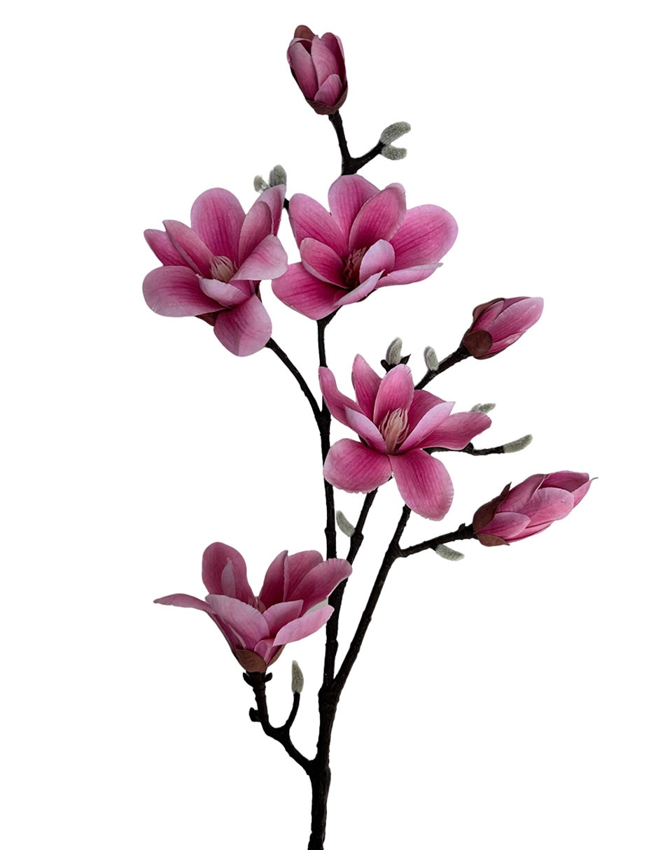 Magnolia decorativa 3