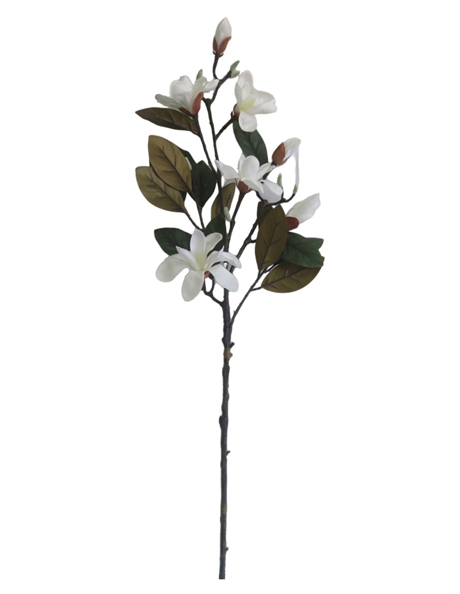 Magnolia decorativa