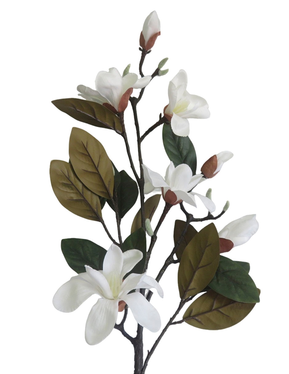 Magnolia decorativa 3