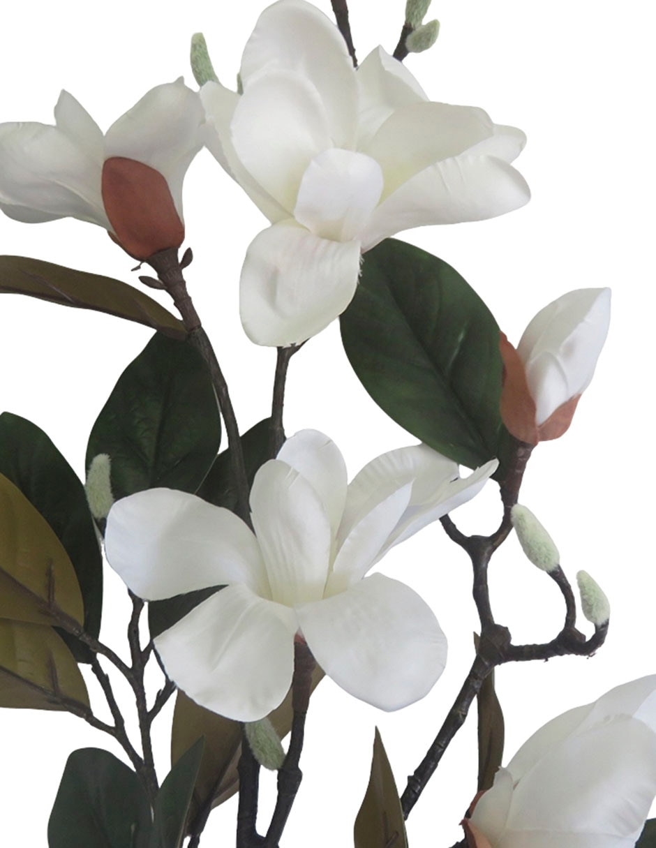 Magnolia decorativa 4