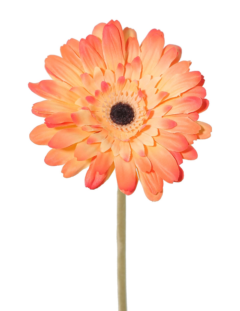 Flor de gerbera 2