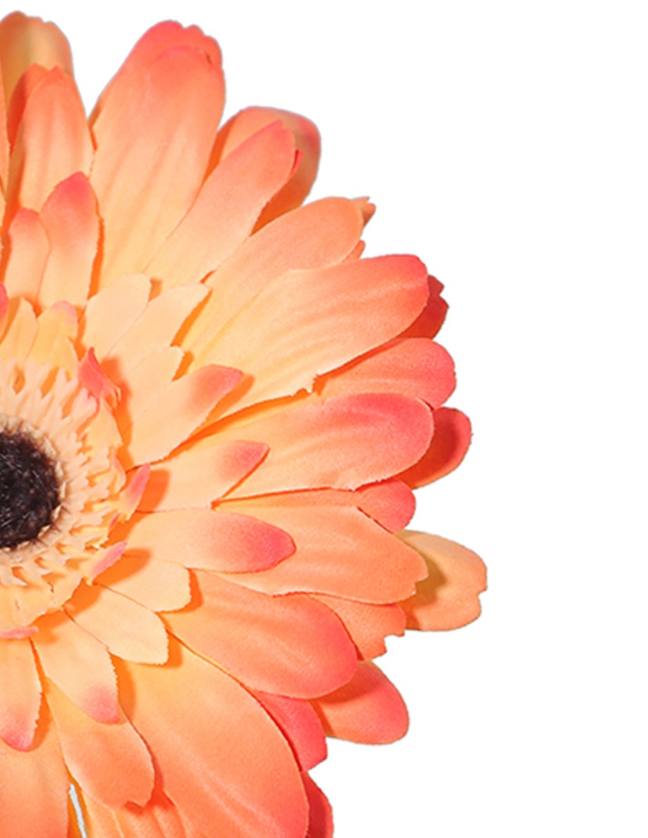 Flor de gerbera 3