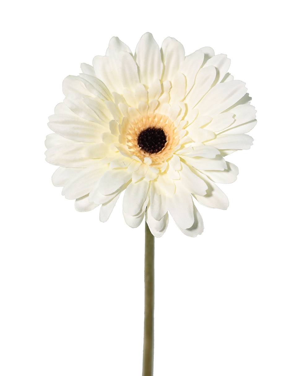 Flor de gerbera 2